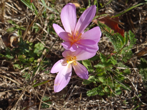 Autumn Crocus