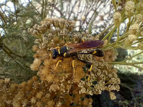 Yellow-legged Mud-dauber Wasp