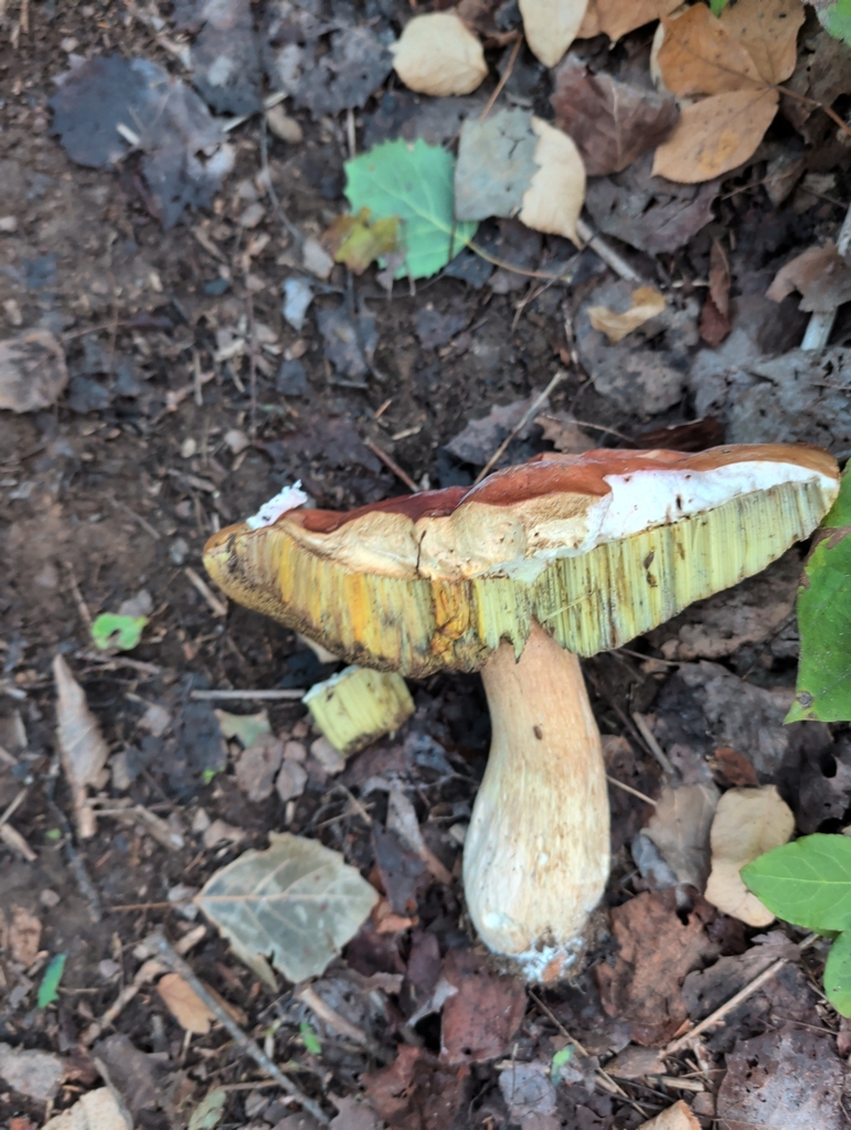 King Bolete · September 2026 · photo: Photo: (c) Crystal Butler, some rights reserved (CC BY-SA) · iNaturalist
