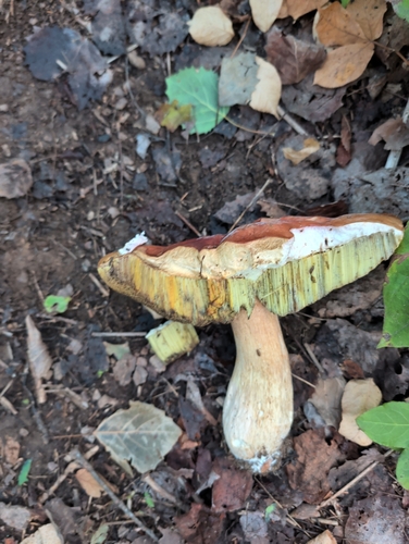 King Bolete