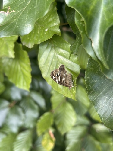 Speckled Wood