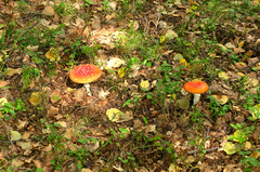 Amanita muscaria muscaria