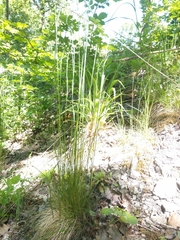 Festuca heterophylla