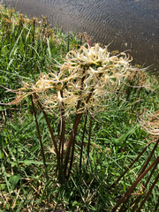 Lycoris × albiflora, photograph (c) 大澤風季 ohsawa_Fuki, some rights reserved (CC BY)