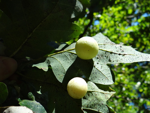 Cherry Gall Wasp