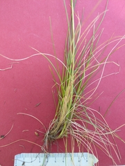 Festuca heterophylla