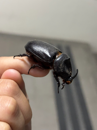 Coconut Rhinoceros Beetle