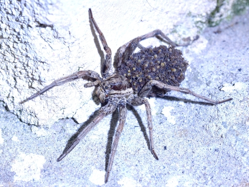 Radiated Wolf Spider