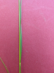 Festuca heterophylla