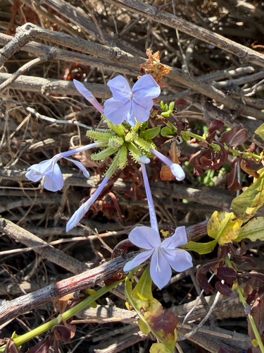 blue plumbago