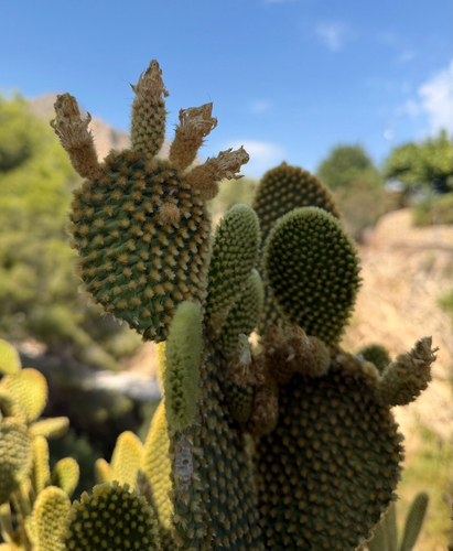 Bunny Ears Cactus