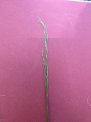 Festuca heterophylla