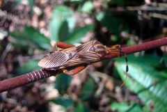 Spathophora biclavata