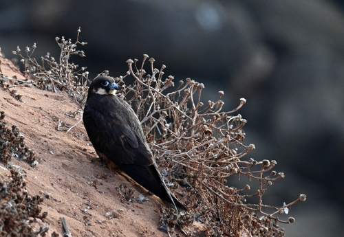 Eleonora's Falcon