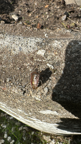 Sloe Bug