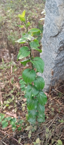 Canthium coromandelicum observed 2026-09-16