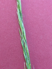 Festuca heterophylla