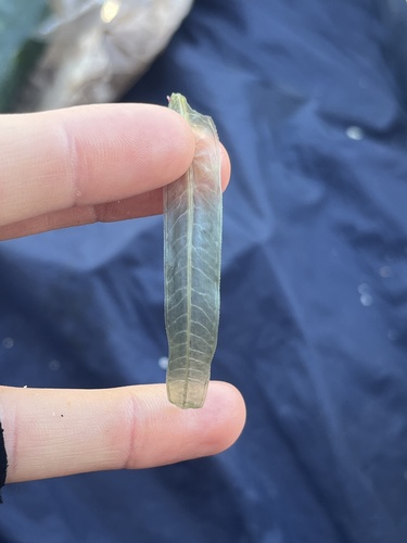 halophila seagrass