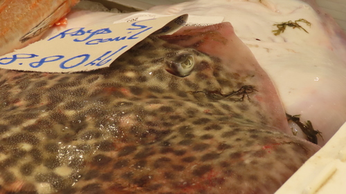 Thornback Skate