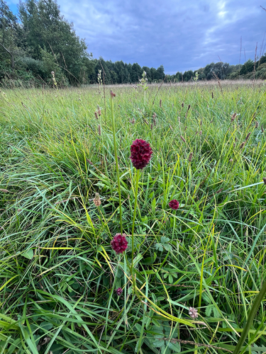 Great burnet