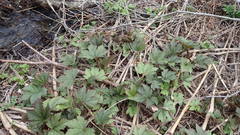 Filipendula camtschatica