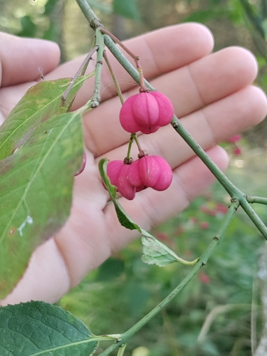 Spindle