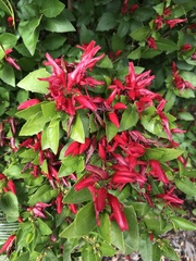 Graptophyllum excelsum