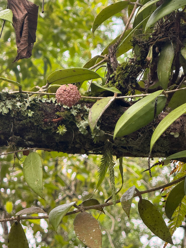 Hoya verticillata observed 2026-09-16