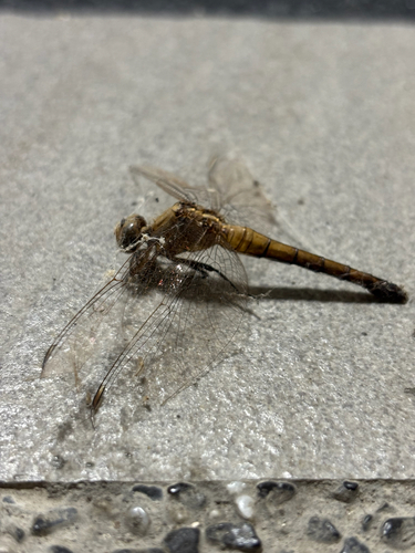 Wandering Glider
