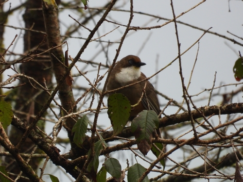 Garrulax albogularis observed 2026-09-16