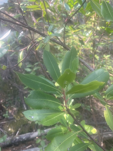 strawberry tree