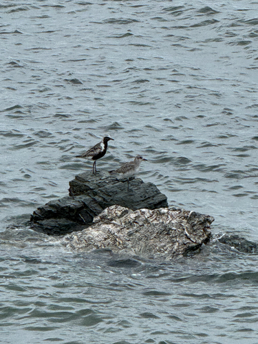 Black-bellied Plover