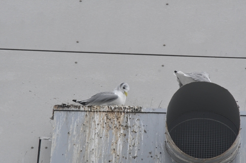 Black-legged Kittiwake