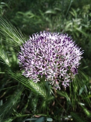 Allium cyrillii