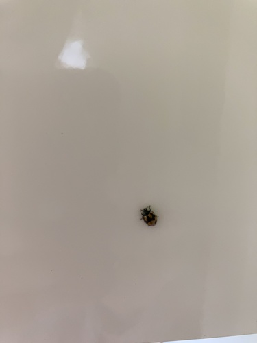 Hieroglyphic Lady Beetle