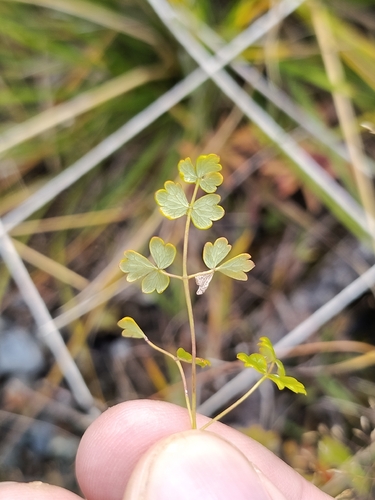 Alpine Meadow-rue