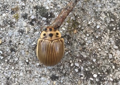 Paropsisterna intacta