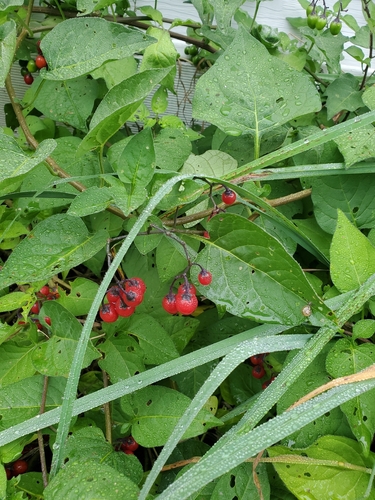 bittersweet nightshade