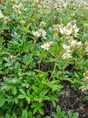 Farinopsis salesoviana