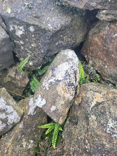 maidenhair spleenwort