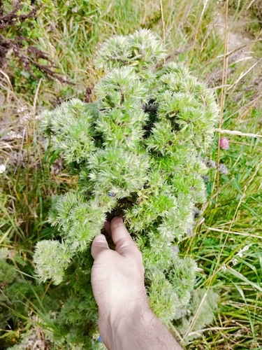 blueweed gall mite