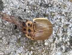 Paropsisterna intacta