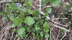 Urtica platyphylla
