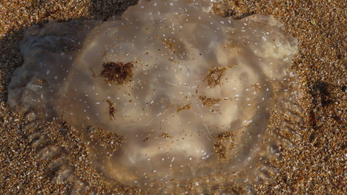 Australian Spotted Jelly