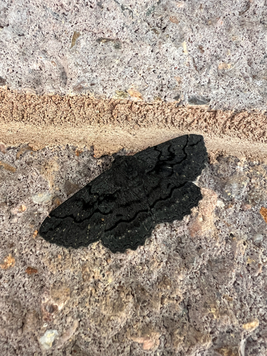 Black Geometrid