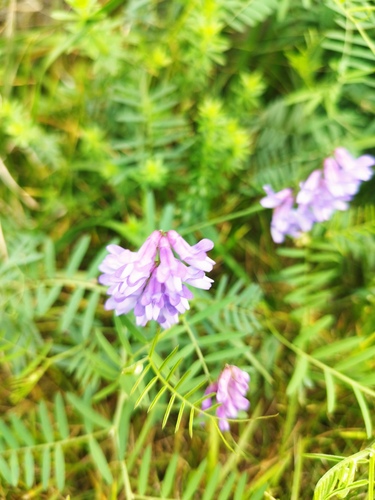 tufted vetch
