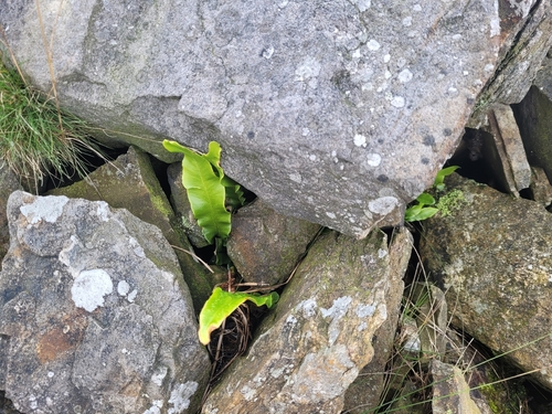 Hart's-tongue fern