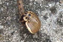 Paropsisterna intacta