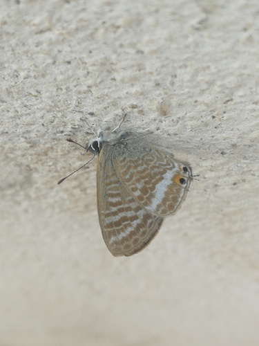 Pea Blue