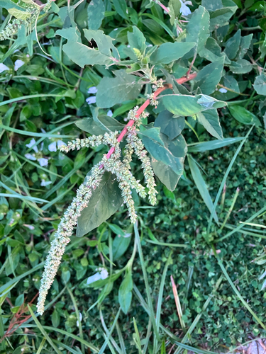 Amaranthus spinosus